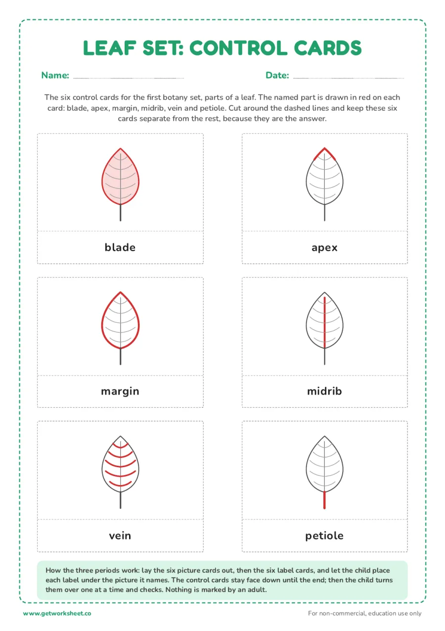 Worked example: parts of a leaf control cards – free printable PDF worksheet, page 1 preview (7 free Montessori three part cards templates)
