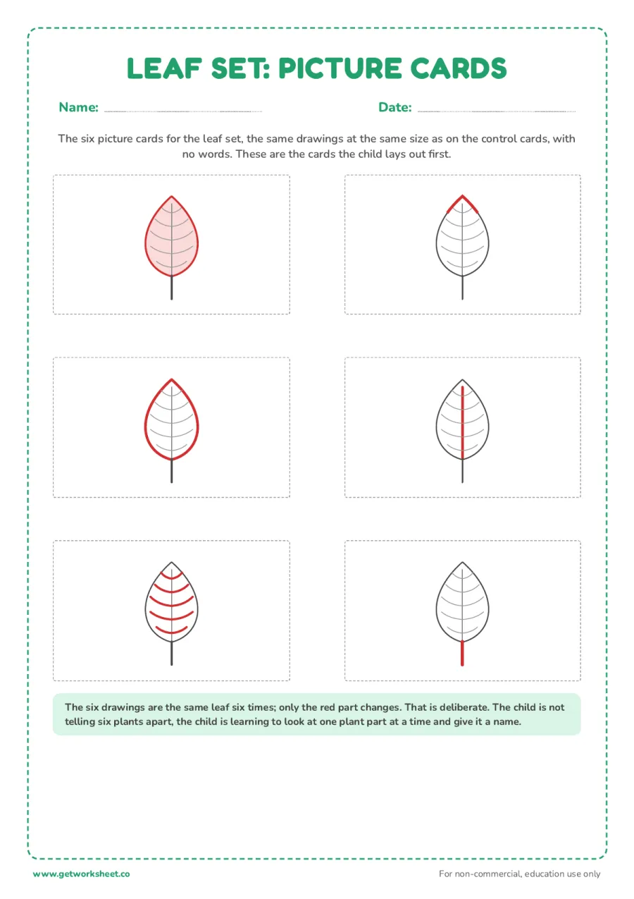 Worked example: parts of a leaf picture cards – free printable PDF worksheet, page 1 preview (7 free Montessori three part cards templates)